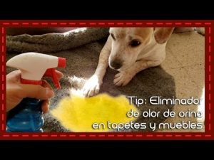 Cómo limpiar el pis de perro en la alfombra